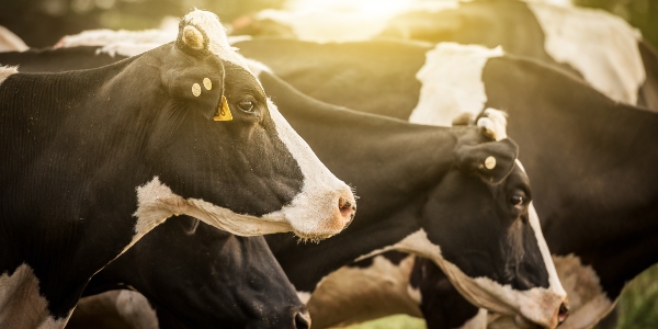Dairy Farmers – Energy Investment Grant