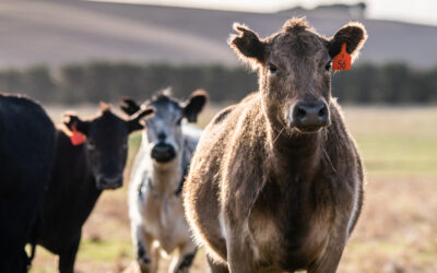 Duties and Fees Relief Package for Victorian Farmers (2025–26)