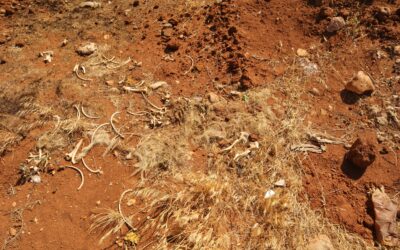 NSW Drought Relief Loan