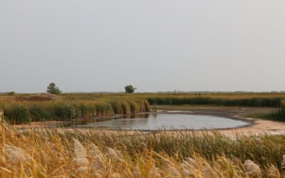 NSW Drought Relief Loan: Up to $100,000 Available for Primary Producers